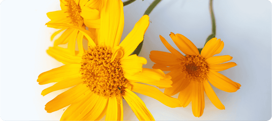 Crème et gel à l'arnica